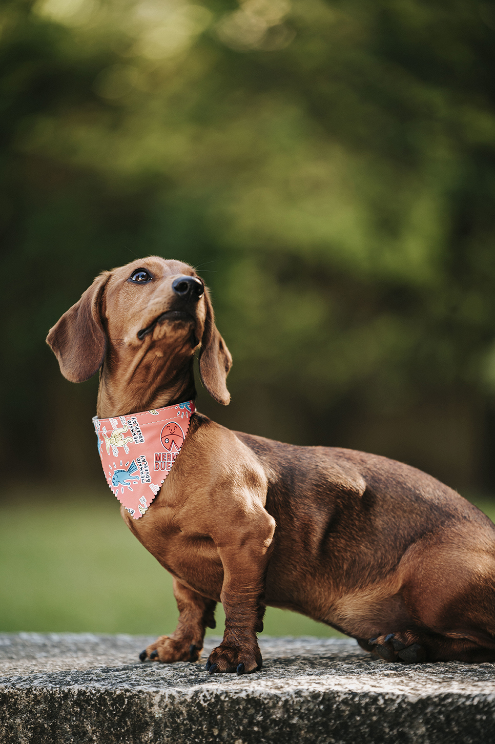 A vertical shot of a cute brown dwarf dachshund with a stylish scarf on its neck walking in a park